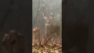 Lumenok 8 Point Slomo