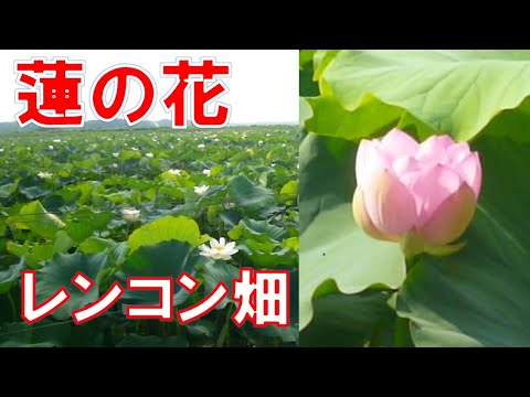 蓮の花 レンコン畑に行きました Youtube