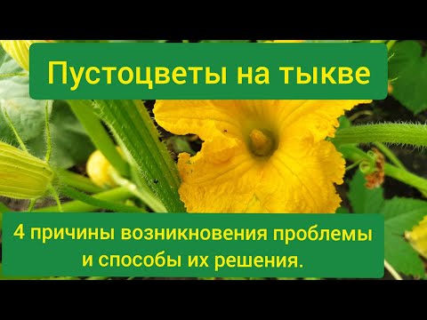 Видео: Нецветущие тыквенные растения: узнайте, как заставить тыкву цвести