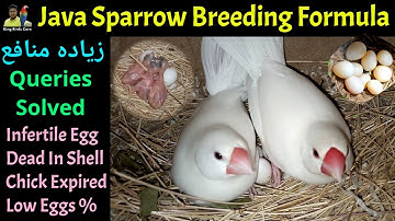 Java sparrow breeding formula | Java bird breeding formula | Breeding formula | Java finch | Birds