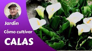 𝗖𝗔𝗟𝗔𝗦: Cómo cultivar Calas. completa por miquera73 - YouTube