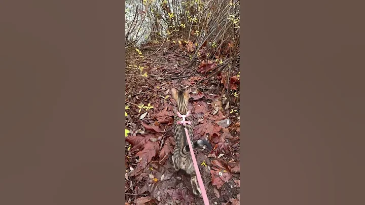 Video 6934821: bengal kitten, bengal walking, bengalcat, leash walking