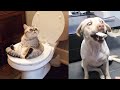 Try Not To Laugh or Grin While Watching Funny Animals Compilation 2019