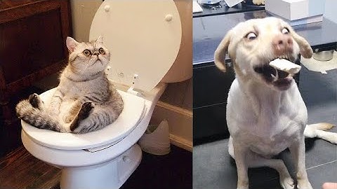 Try Not To Laugh or Grin While Watching Funny Animals Compilation 2019