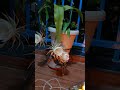 OMG# three flowers #blooming #Brahma kamalam #shorts #ytshorts