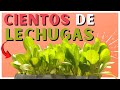 🥗 Como SEMBRAR LECHUGA en CASA 💯 Parte #1