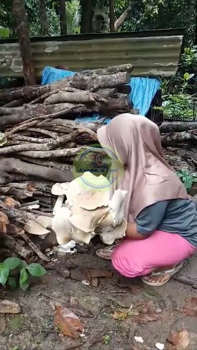 Mencari jamur barat/jamur bulan