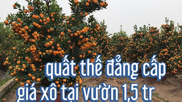 vườn quất thế đẹp trồng chậu của A hanh, quất tết 2022, giá quất thế tại vườn