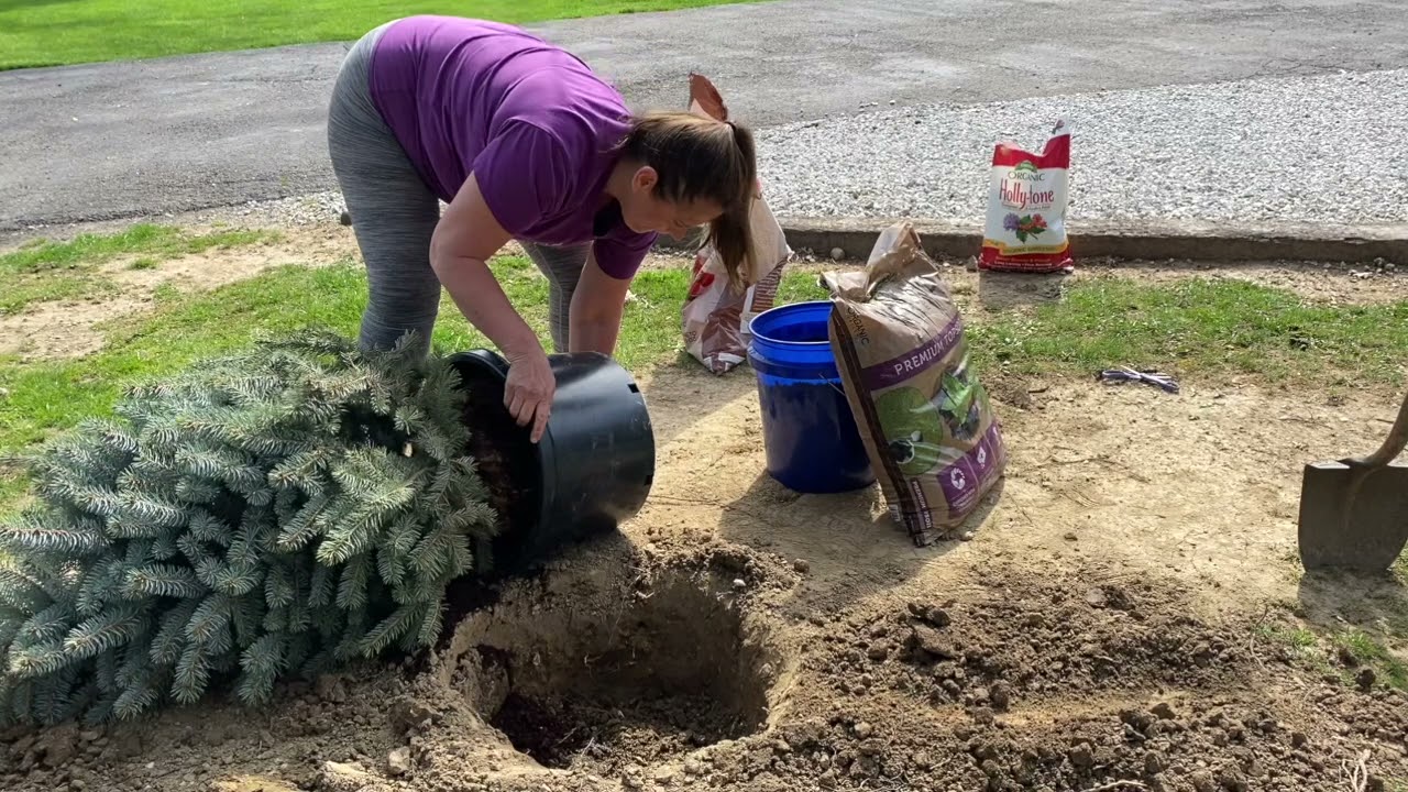 How to Plant a Baby Blue Spruce YouTube