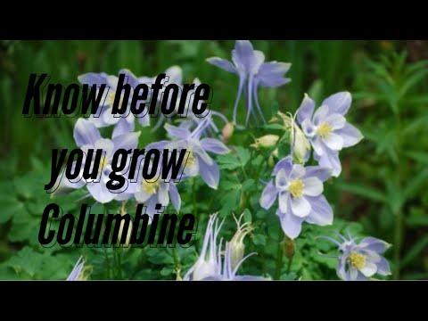 Wideo: Indoor Columbine Plants: Wnoszenie swojego kontenera Columbine do środka