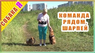 Собака шарпей | Команда рядом | Собака я дрессировка на улице Собака шарпей | Команда рядом | Собака я дрессировка на улице