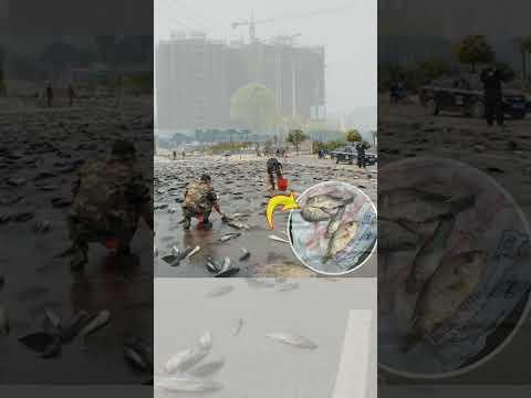 చేపల వర్షం ఎలా కురుస్తుందో చూడండి || Interesting Topic in telugu #shorts