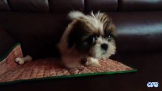 Dogs Throwing Tantrums Compilation