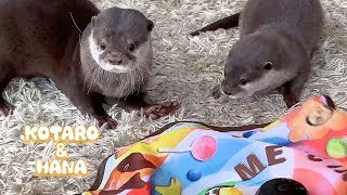 カワウソコタローとハナ　大人気の猫のおもちゃに翻弄される　Otter Kotaro&Hana Amazon's Best-Selling Cat Toy