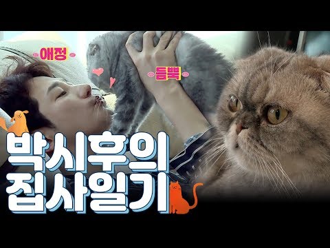 한류 프린스 박시후의 귀염뽀짝 고양이 다미♥<strong>자미</strong> | 채널A
