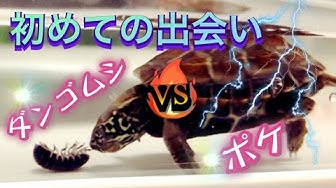 亀飼育初心者亀の赤ちゃん Youtube