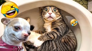 Try Not To Laugh Challenge😻Funny and Cute CAT Videos Compilation 2024😬🐶#5