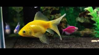 Aquarium Beauties Goldfish and Glofish Fish