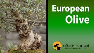 83) Olive Bonsai Tree European Olives Olivio Ulivo Olea europaea easy Bonsai Trees for Beginners
