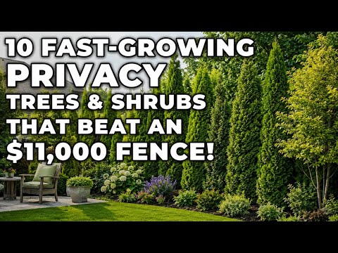 10 Fast-Growing Privacy Trees & Shrubs That Beat an $11,000 Fence!