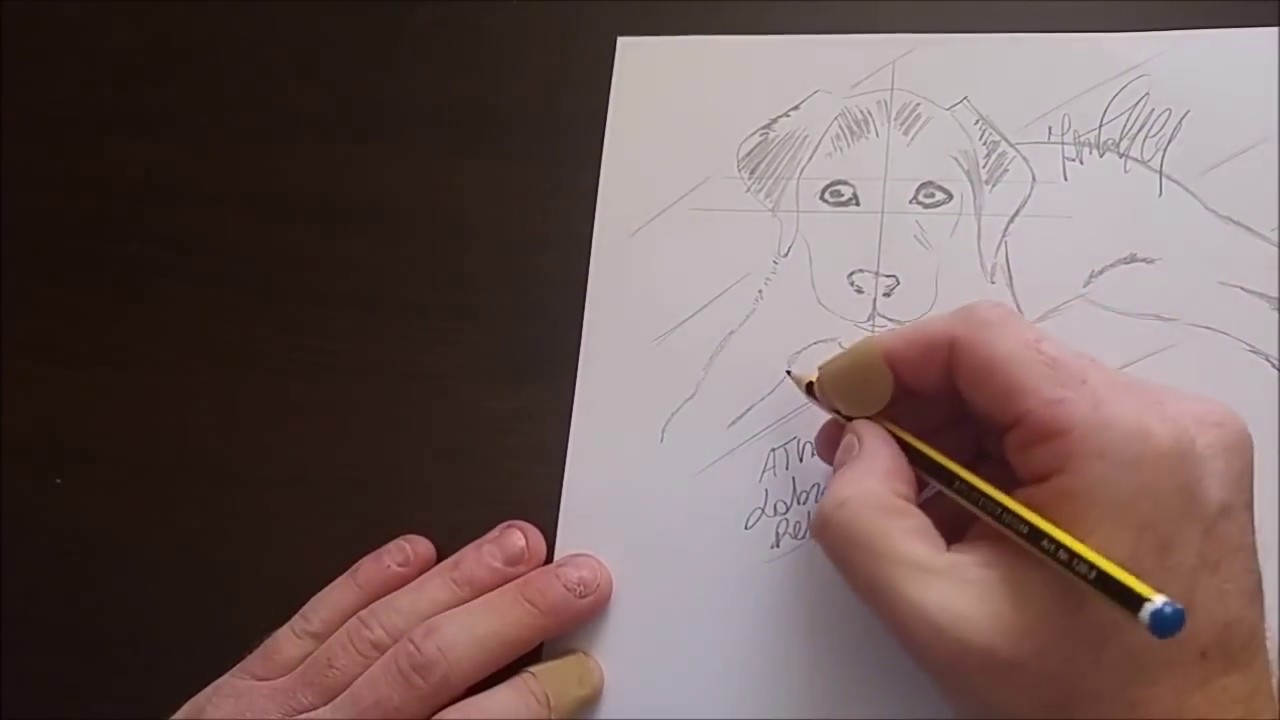Labrador Disegno Molto Semplice Di Un Labrador Retriever 2
