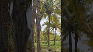 Our Coconut Farm is Thriving! 🌱🌴 Nature’s Real Gold #Shorts