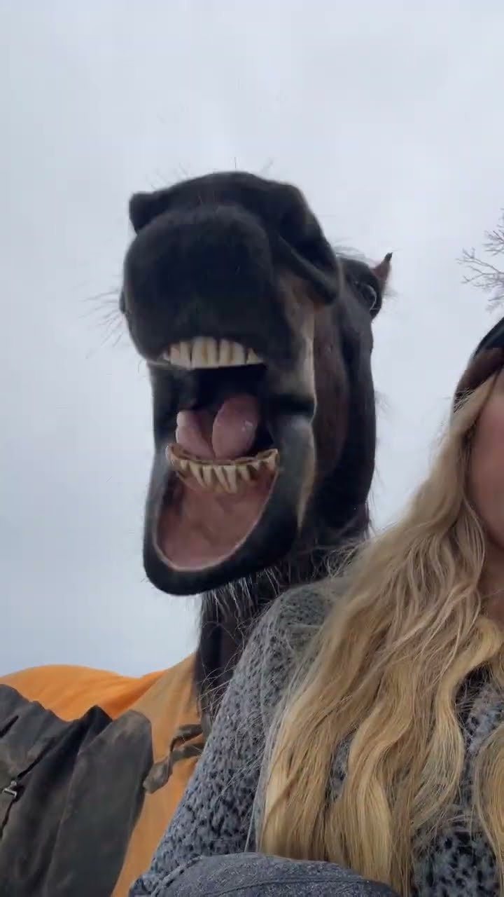 Horse Enjoys Ginger Snap || ViralHog