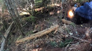 Bear Hounds In Action