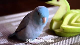 Parrotlet going crazy for Apple