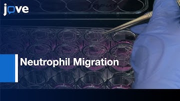 Neutrophil Migration Across a Cultured Bladder Epithelium: Assessment | Protocol Preview