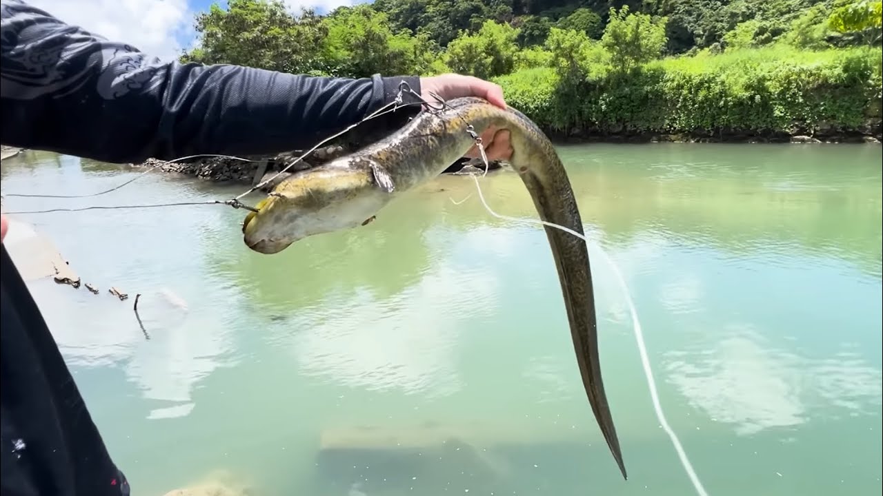CONFESSO… O MEDO DE SER PUXADO PARA ÁGUA FOI GRANDE!! pescaria ISCA VIVA E VARA TELESCÓPICA