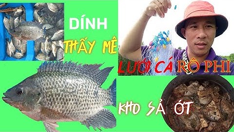 Giăng Lưới Cá Rô Phi - Món Cá Rô Phi  Kho Sả Ớt.