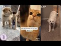 Tik Tok Pet videos l Cute & Funny & Scary (?!) l Finding Coconut