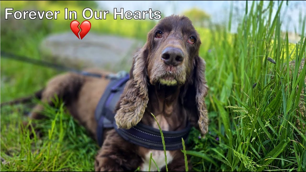 Прощай, Айви 💔