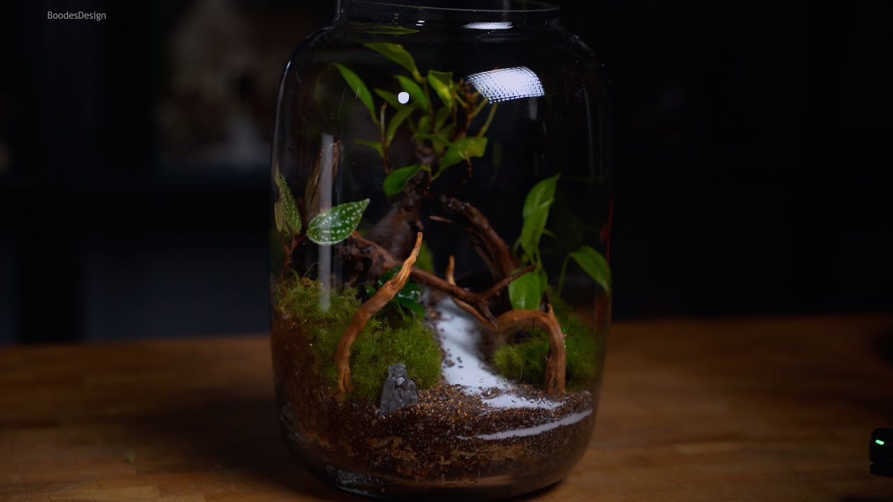 خطوة بخطوة عمل تيراريوم بشجرة البونساي صغير