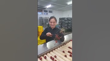 Không có tiếng Anh qua Úc làm việc được không? #pte #ptespeaking #ptehelper #duhocuc #lamviecouc