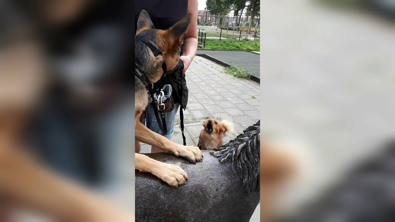 Angst overwinnen na bijtincident hond YouTube