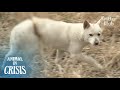 For 6 Months A Dog Was Agonized By A Snare Stuck To Her | Animal in Crisis EP78