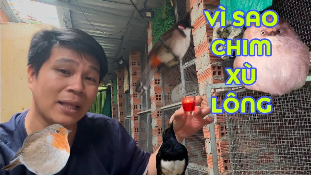 Nguyên Nhân Chim Bị Xù Lông Và Cách Khắc Phục