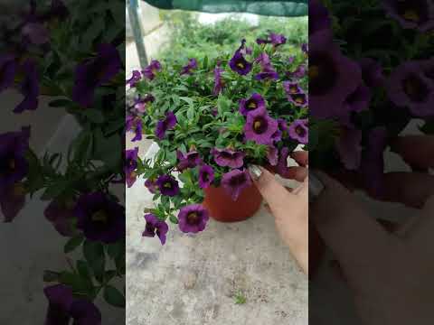 Видео: Calibrachoa Care - Как выращивать и ухаживать за цветком Million Bells