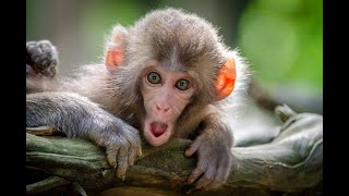 Try Not To Laugh || Monkey Family