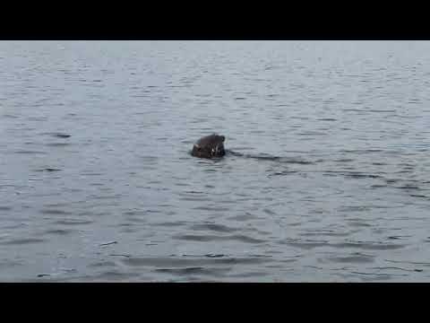 Parc national Yasuní Une mignonne loutre en train de déjeuner #yasuni