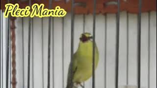 Special loveberd bikin ngilerrrr,,,,