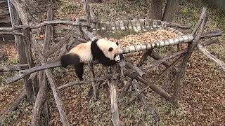 #PandaStory: Xiao Qi Ji Is On a Roll