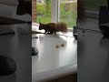 #eichhörnchen #der Willi krümelt mein Büro voll #eichhörnchen