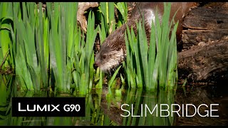 Panasonic G90 Digital Camera Review at Slimbridge Wetland Centre