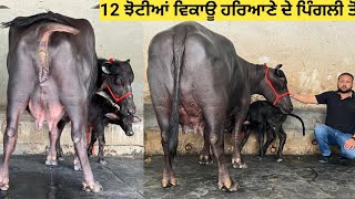 12 ਝੋਟੀਆਂ ਵਿਕਾਊ ਹਰਿਆਣੇ ਦੇ ਪਿੰਗਲੀ ਪਿੰਡ ਤੋਂ (ਕਰਨਾਲ ਡੇਅਰੀ ਫਾਰਮਿੰਗ) ਰੇਟ 1 ਲੱਖ 30,000 ਤੋਂ 1 ਲੱਖ 90,000