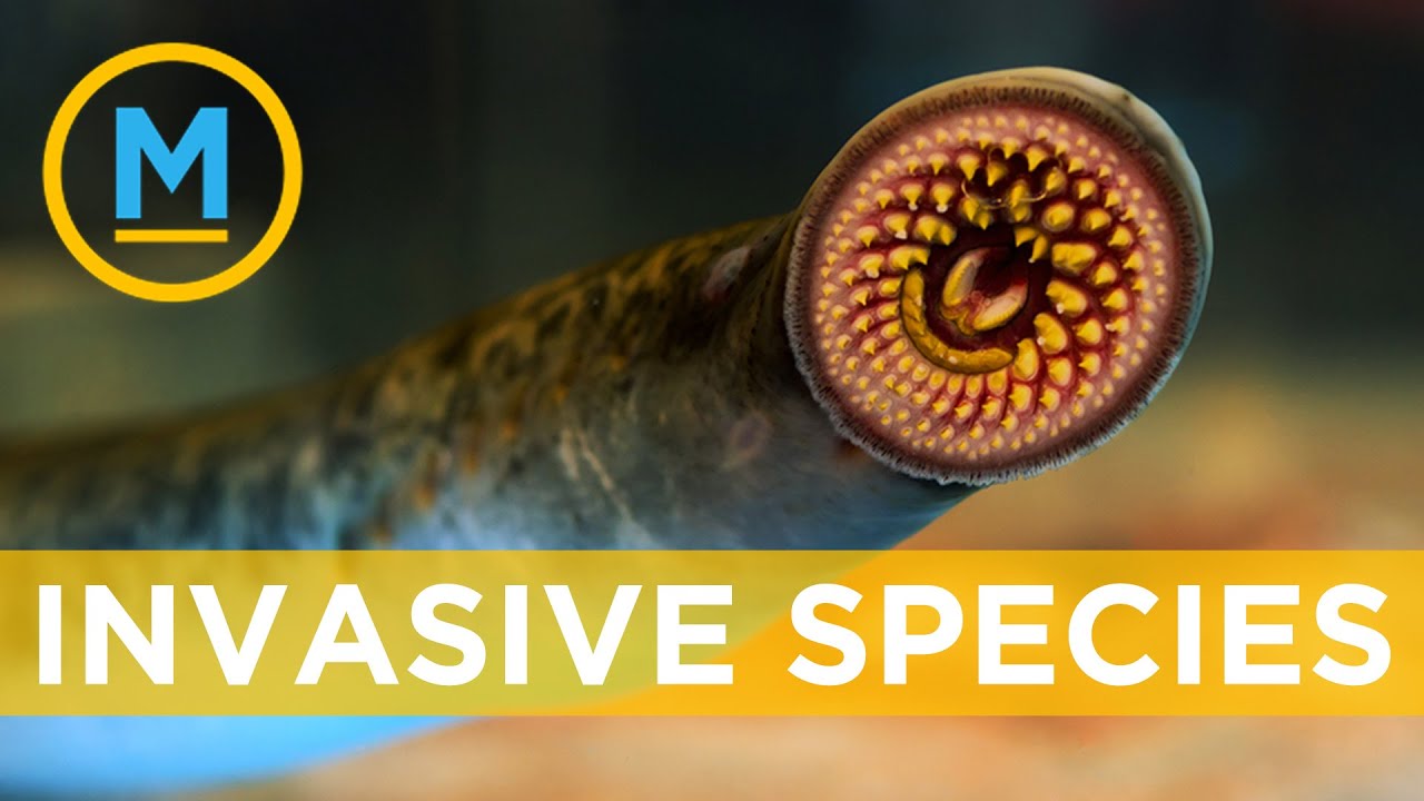 Terrifying sea lamprey or 'vampire fish' are being found