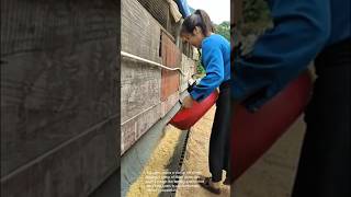 Clever Goat Feeding System Watch These Goats Enjoy Their Meal