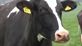 happy cows at wyke farms doing the spring dance